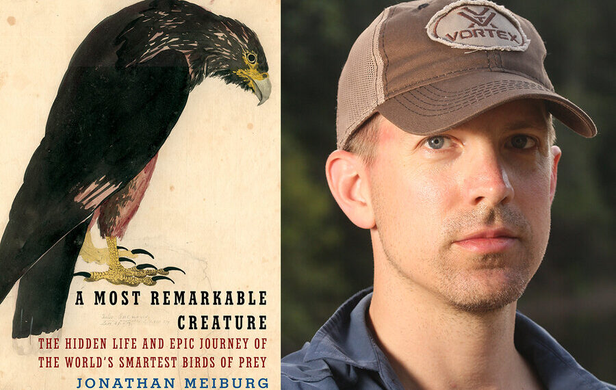 Raptor rapture: Jonathan Meiburg’s ‘A Most Remarkable Creature’