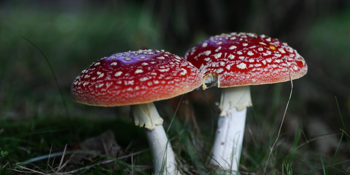 The AI ebook foraging grift that can literally poison you