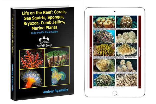 Corals, Sea Squirts, Sponges, Bryozoa, Comb Jellies, Marine Plants” by Andrey Ryanskiy Corals, Sea Squirts, Sponges, Bryozoa, Comb Jellies, Marine Plants” by Andrey Ryanskiy