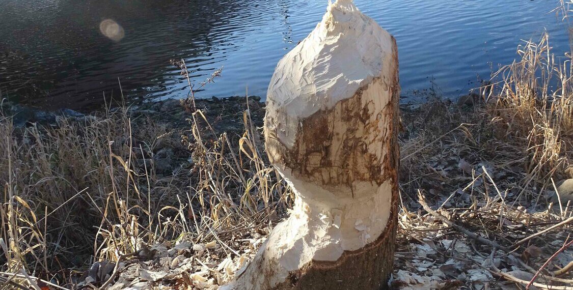 Arts Council, poetry club launch ‘My Secret Lansing’ writing contest