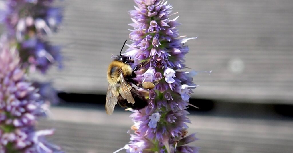 NYT Spelling Bee Answers for May 21, 2024