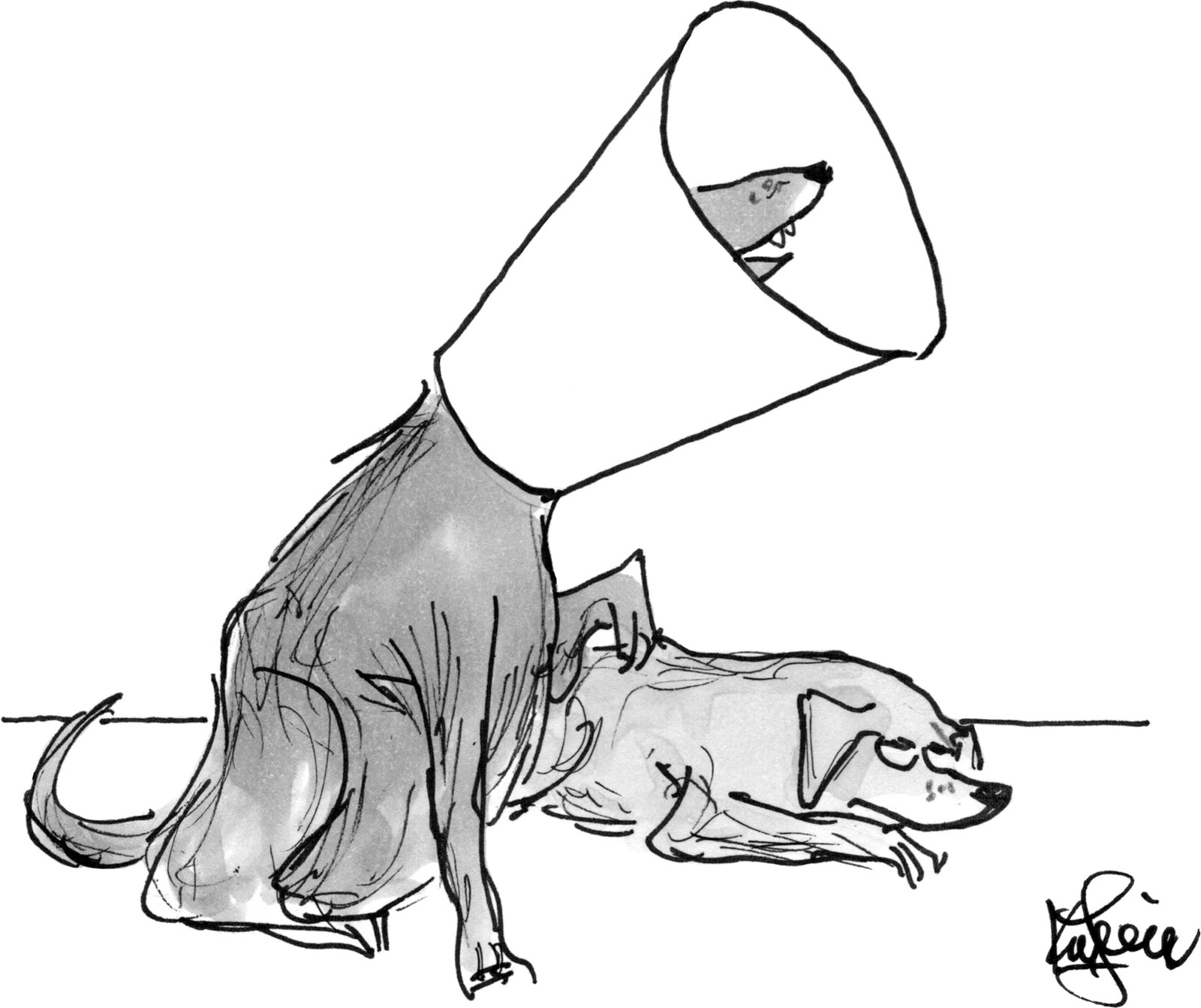 Dog wearing neck cone pretending to be movie director while other dog lies on the floor.