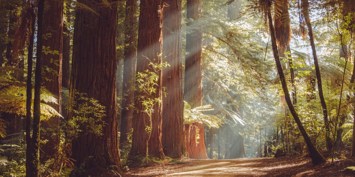 Zoë Schlanger’s book The Light Eaters, about plant intelligence, reviewed. Zoë Schlanger’s book The Light Eaters, about plant intelligence, reviewed.