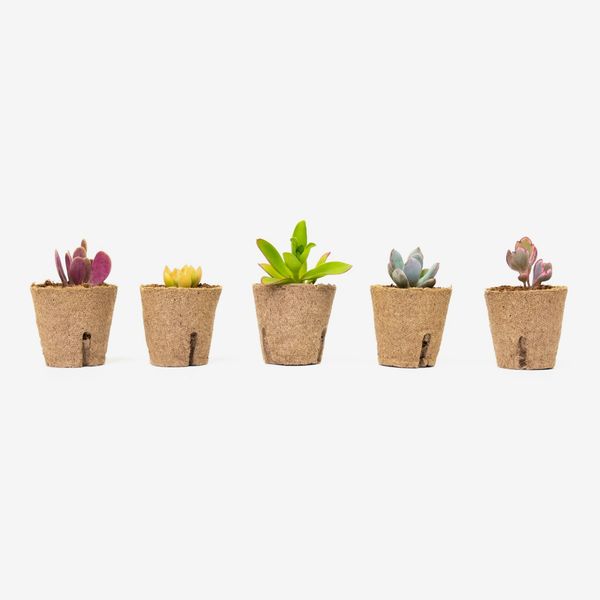 Succulent Studios Subscription