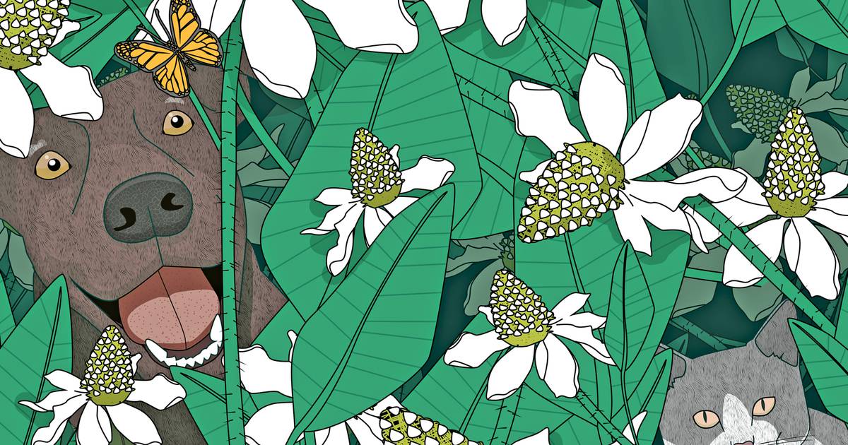 SFR Writing Contest Essay Winners | SFR Writing Contest Essay Winners |