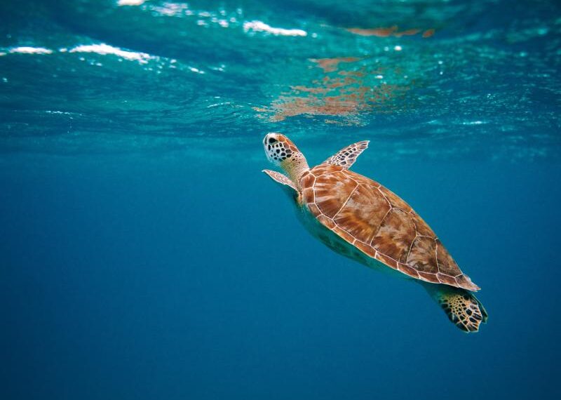 World Oceans Day 2024 | National Maritime Museum