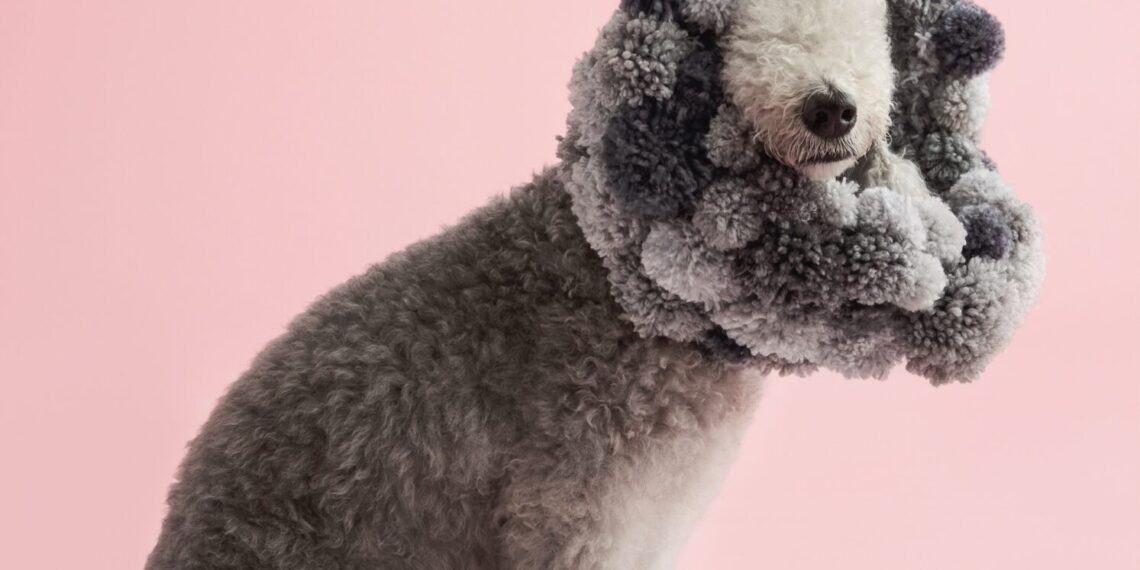 Winnie Au Photographs 60 Pups with Pizzazz in Her New Book ‘Cone of Shame’ — Colossal