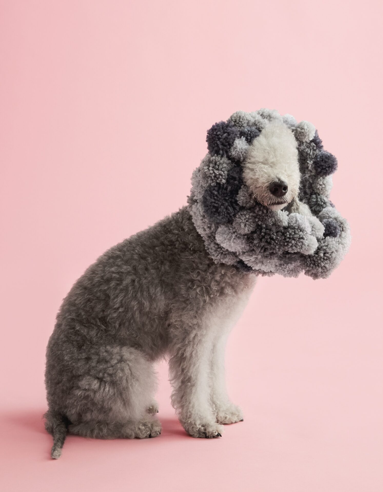 Winnie Au Photographs 60 Pups with Pizzazz in Her New Book ‘Cone of Shame’ — Colossal Winnie Au Photographs 60 Pups with Pizzazz in Her New Book ‘Cone of Shame’ — Colossal