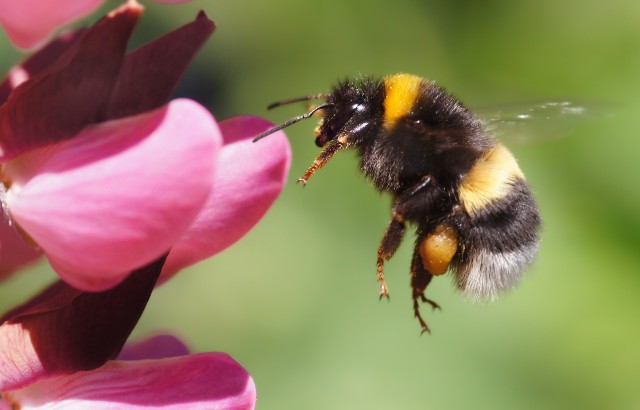 Bumblebees learn new “trends” in their behaviour by watching and learning