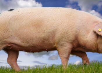 Animal Farm has been translated into Shona – why a group of Zimbabwean writers undertook the task