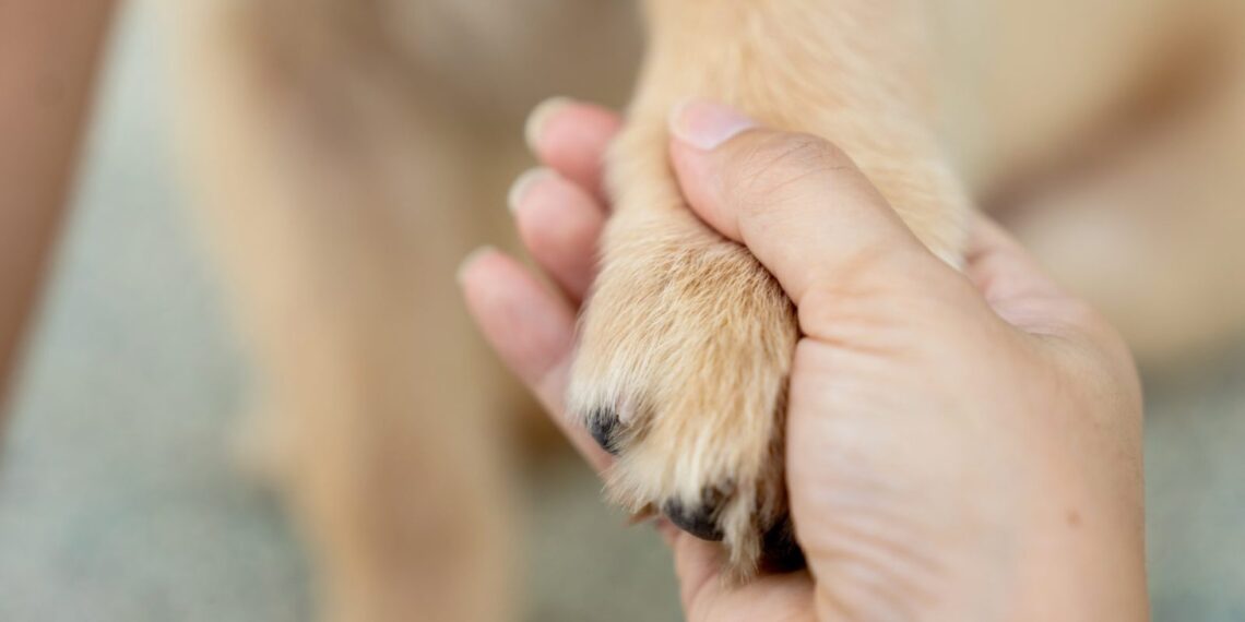 New Book Explores the Overlooked Tragedy of Animal Deaths – One Green Planet