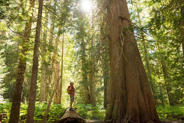 Podcast #907: How to Read a Tree Podcast #907: How to Read a Tree