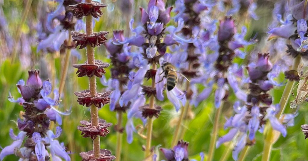 NYT Spelling Bee Answers for June 4, 2024 NYT Spelling Bee Answers for June 4, 2024