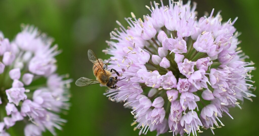 NYT Spelling Bee Answers for May 5, 2024 NYT Spelling Bee Answers for May 5, 2024