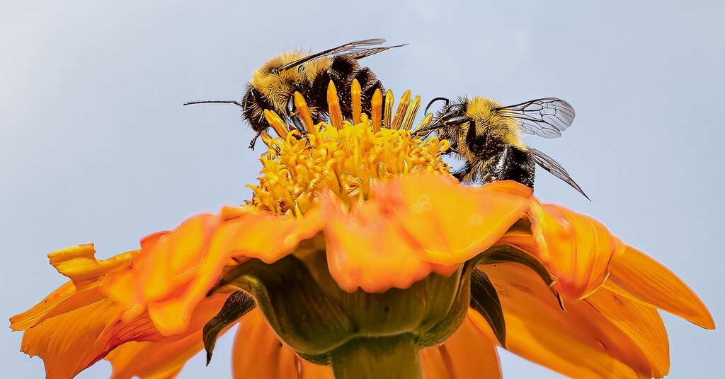 NYT Spelling Bee Answers for May 7, 2024