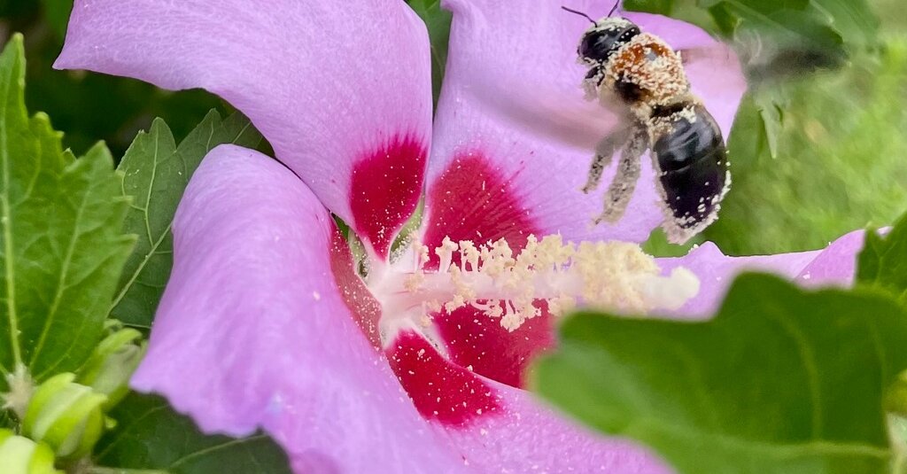 NYT Spelling Bee Answers for May 8, 2024 NYT Spelling Bee Answers for May 8, 2024
