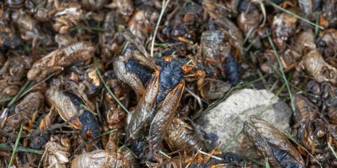New book on cicadas teaches kids to overcome fear of big bugs | WGN Radio 720