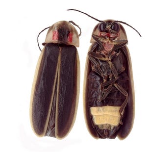 The synchronous firefly, Photinus carolinus, is one of 19 firefly species known to occur in Great Smoky Mountains National Park, of which 13 flash.