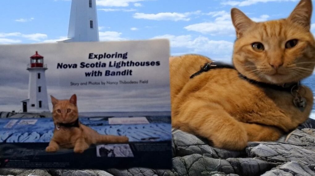 N.S. news: new book features lighthouse-loving feline N.S. news: new book features lighthouse-loving feline
