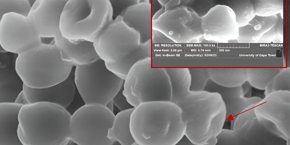 Novel lipopeptide proves lethal against Staphylococcus aureus