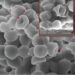 Novel lipopeptide proves lethal against Staphylococcus aureus Novel lipopeptide proves lethal against Staphylococcus aureus