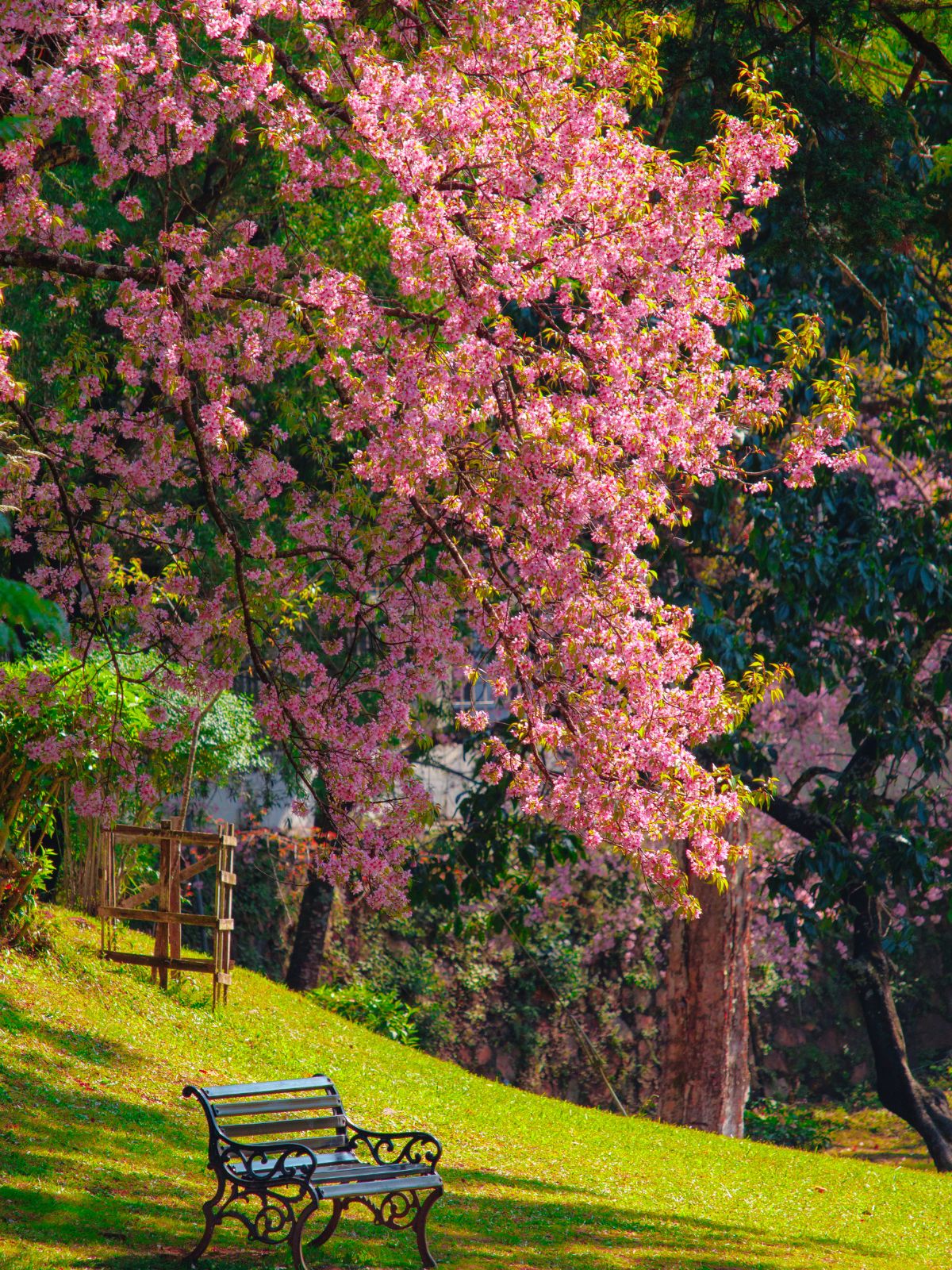 Shillong cherry blossom