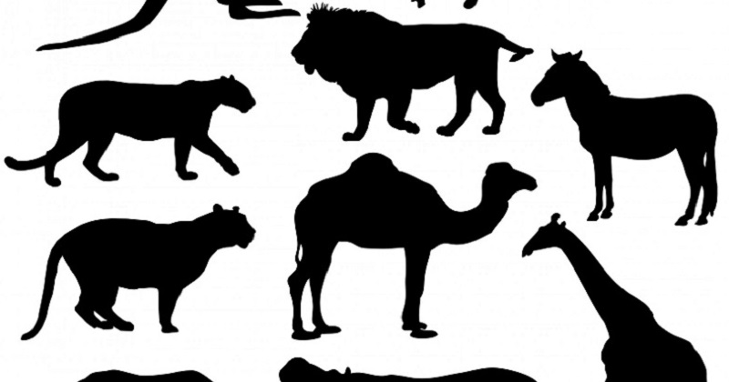 How Writing a Short Story Collection is Like Starting a Zoo ‹ Literary Hub