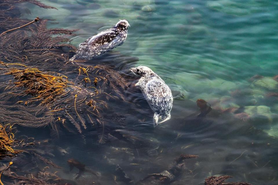 Kelp forests are habitat for many species, including seals, as pictured.
