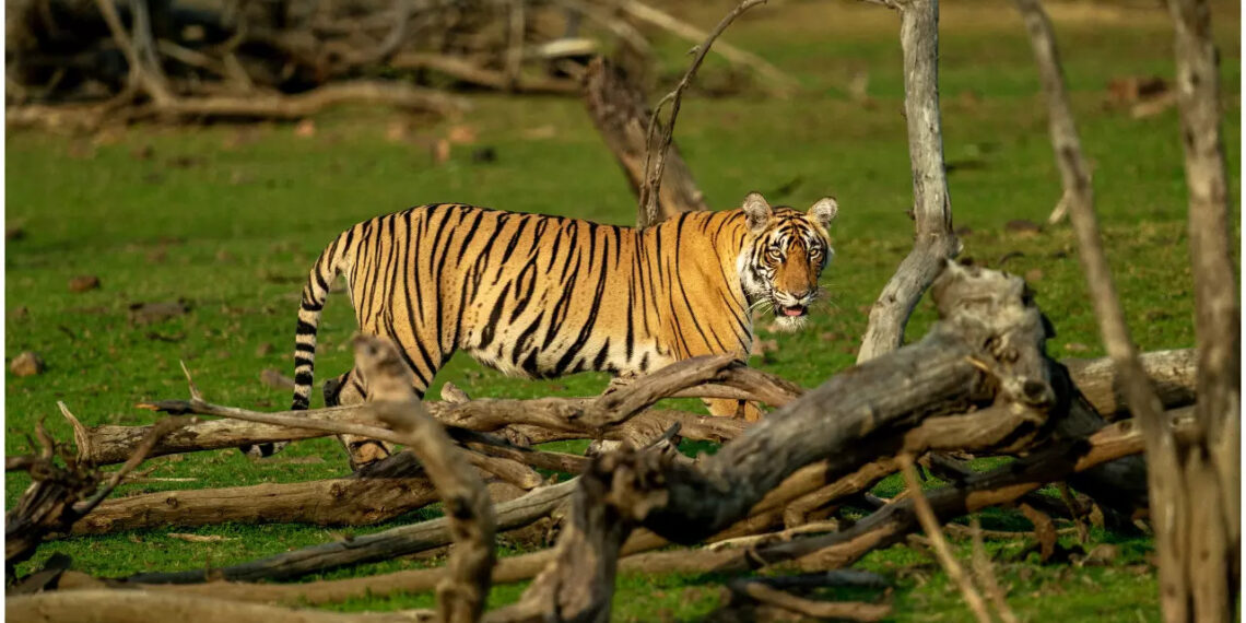 On Global Tiger Day Manish Kalani Celebrates His New Book That Traces Tigress Machhli’s Family tree