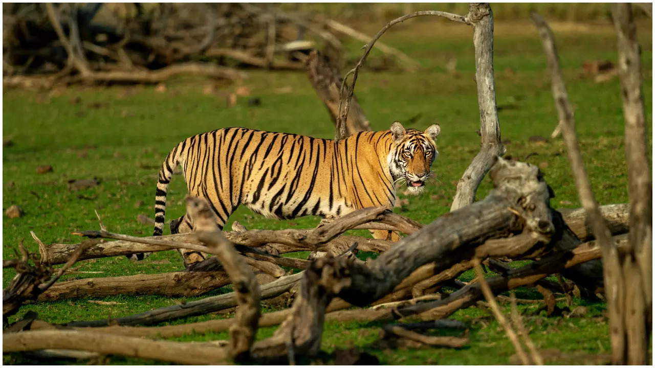 On Global Tiger Day Manish Kalani Celebrates His New Book That Traces Tigress Machhli’s Family tree On Global Tiger Day Manish Kalani Celebrates His New Book That Traces Tigress Machhli’s Family tree