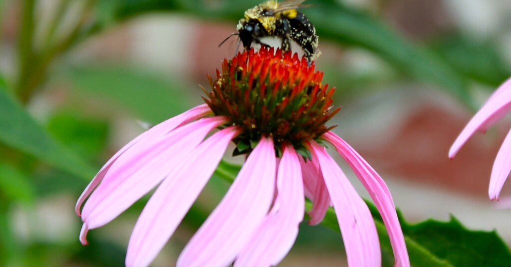 NYT Spelling Bee Answers for May 16, 2024 NYT Spelling Bee Answers for May 16, 2024