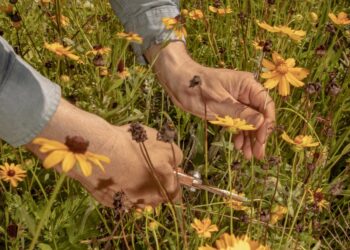 What Gardens of the Future Should Look Like