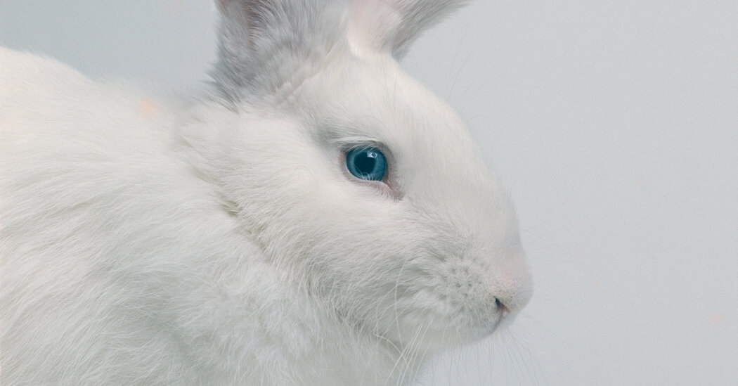 Sadie Stein on How the Bunny Became Kid Lit’s Reigning Star Sadie Stein on How the Bunny Became Kid Lit’s Reigning Star