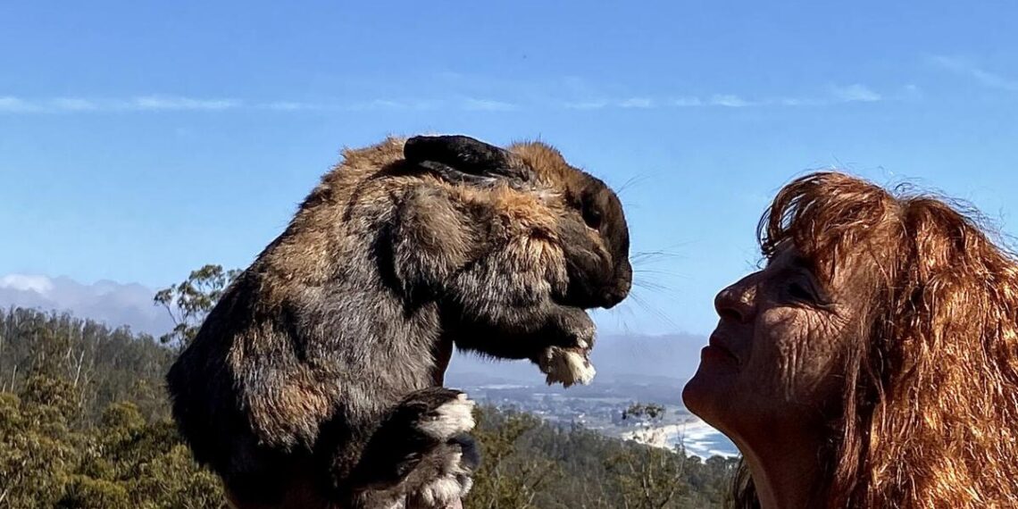 Local author captures her rabbits in new book | Community