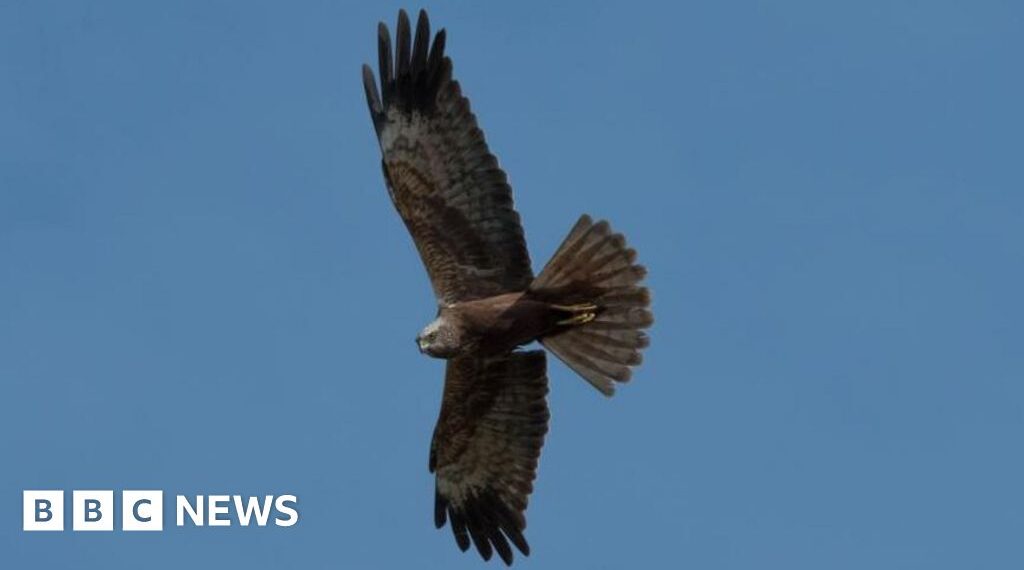 Marsh harriers source prey at new Lakenheath Fen wetland Marsh harriers source prey at new Lakenheath Fen wetland