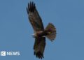 Marsh harriers source prey at new Lakenheath Fen wetland Marsh harriers source prey at new Lakenheath Fen wetland