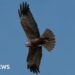 Marsh harriers source prey at new Lakenheath Fen wetland