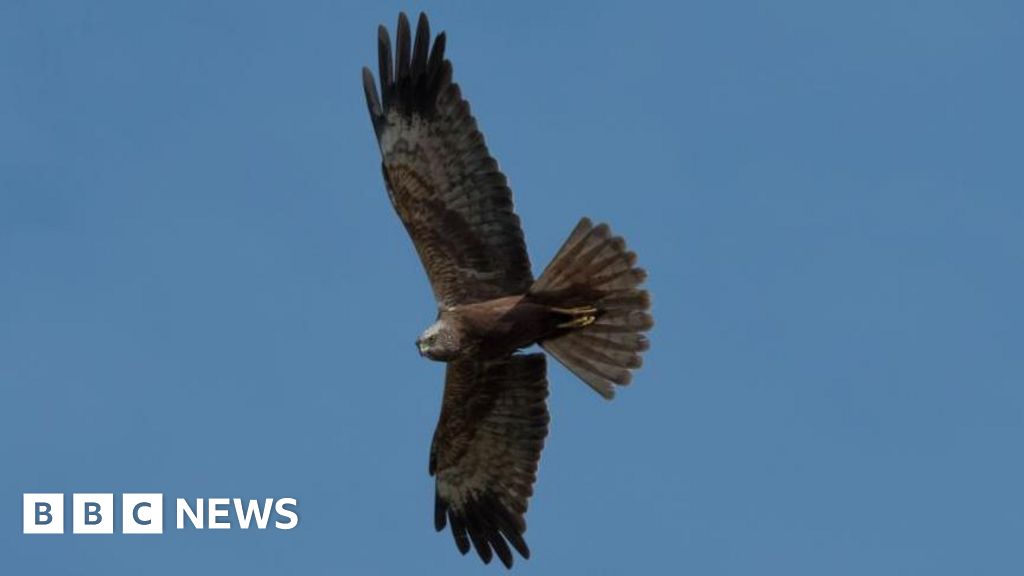 Marsh harriers source prey at new Lakenheath Fen wetland
