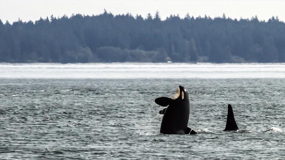 Orcas are pictured off Saturna Island.