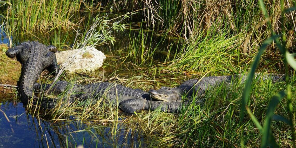 2 new books focus on marriage-turned-murder stories 160 years apart