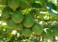 FSA approves Monk fruit decoctions as non-novel food FSA approves Monk fruit decoctions as non-novel food