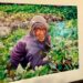 New book, exhibit reframe narratives of Cordillera women New book, exhibit reframe narratives of Cordillera women
