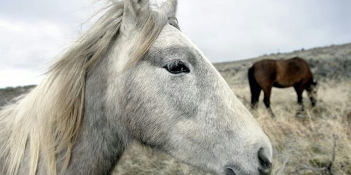 Charming new book tells us ‘The Horse’ brought us pants, winning battle techniques and a whole lot more Charming new book tells us ‘The Horse’ brought us pants, winning battle techniques and a whole lot more