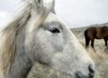 Charming new book tells us ‘The Horse’ brought us pants, winning battle techniques and a whole lot more Charming new book tells us ‘The Horse’ brought us pants, winning battle techniques and a whole lot more