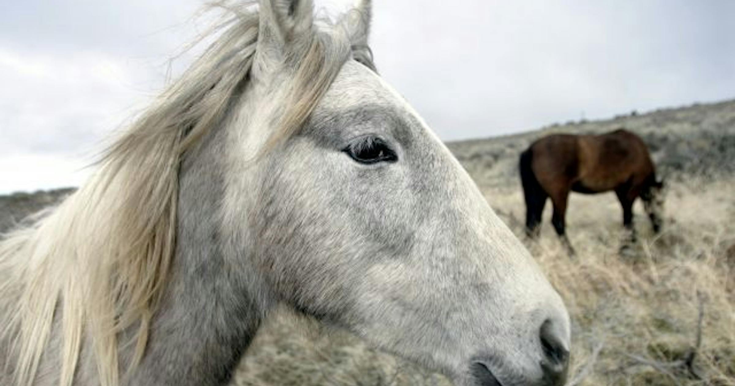 Charming new book tells us ‘The Horse’ brought us pants, winning battle techniques and a whole lot more Charming new book tells us ‘The Horse’ brought us pants, winning battle techniques and a whole lot more