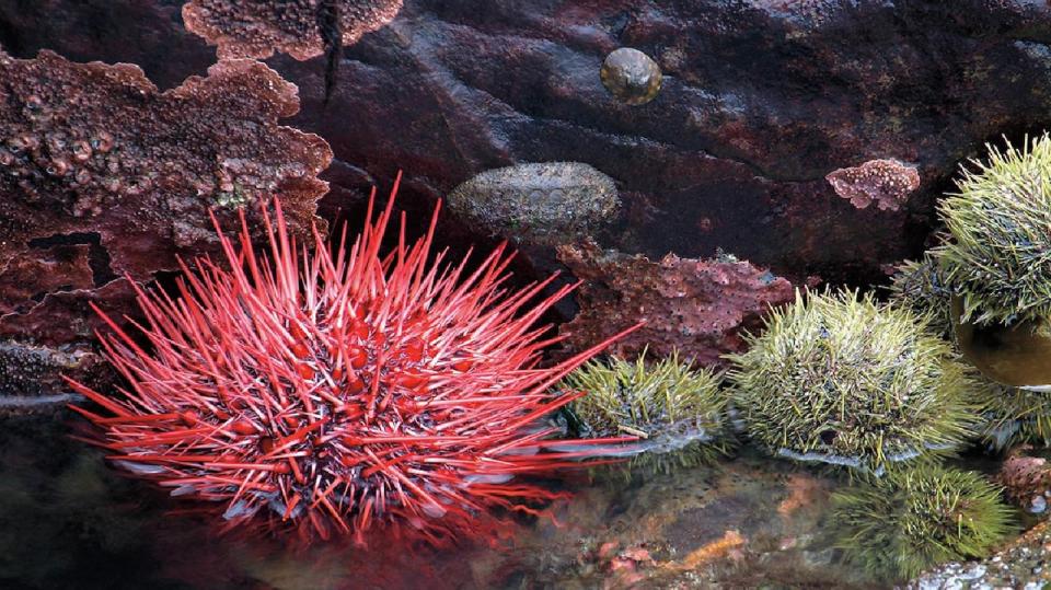 Sea urchins increased when sea otters were wiped out, and are impacting kelp forests.