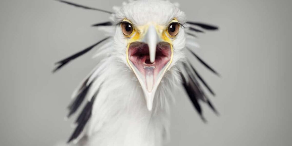 New Book Celebrates Vincent Lagrange’s Unique Animal Portraits