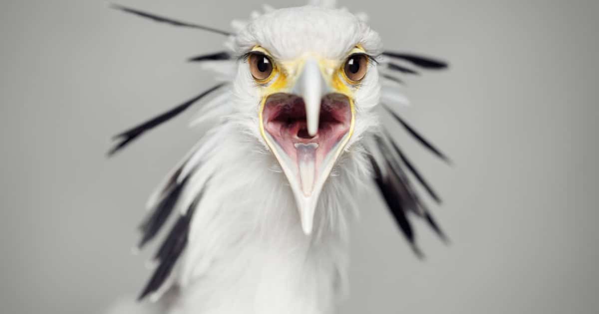 New Book Celebrates Vincent Lagrange’s Unique Animal Portraits New Book Celebrates Vincent Lagrange’s Unique Animal Portraits