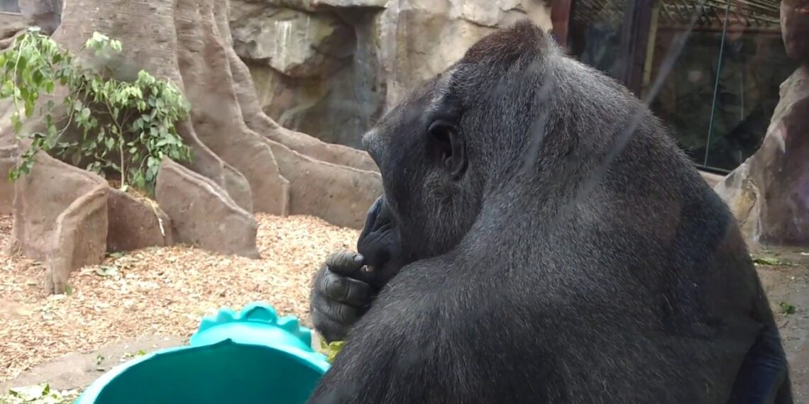 The One and Only Ivan Book Trailer