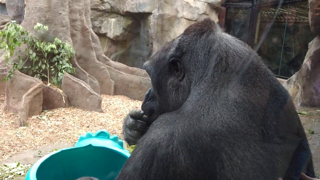 The One and Only Ivan Book Trailer The One and Only Ivan Book Trailer